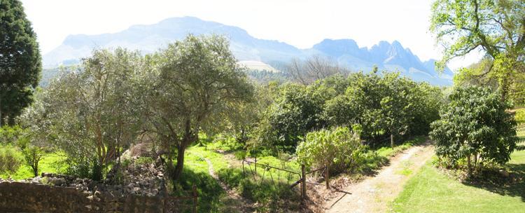 Kierie Kwaak Self Catering Villa Stellenbosch Exteriör bild